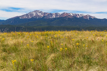 Fototapeta premium Wildflowers and Pikes Peak