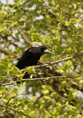 corbeau freux