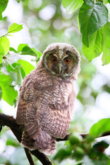 owlet of long eared owl