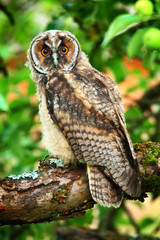 owlet of long eared owl