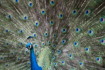 Obraz premium Peacock to left