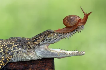 Fotobehang Krokodil Slak op kop krokodil