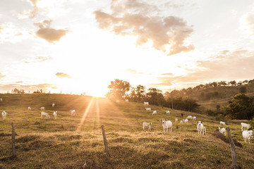 Herd of cattle in pasture