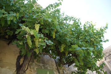 Vigne du Lub&eacute;ron 
