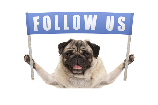 Pug Puppy Dog Holding Up Blue Banner With Text Follow Us For Social Media, Isolated On White Background