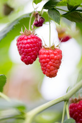 Organic ripe red raspberries on the bush.