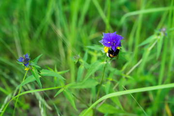 Bumblebee on flower. Melampyrum flower Melampyrum nemorosum , beautiful, delicate plant, decorative and therapeutic. Concept of ecology, green planet, Health, pharmacy