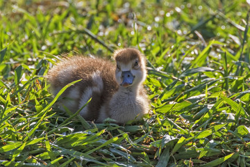 Bird duckling along shore at California park lake 