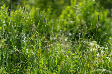 Green, green grass, shiny from dew, summer morning after raining. Concept of freshness and novelty, nature, eternal spring, environmental, ecology. For wallpaper