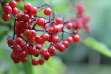 Red Elderberries
