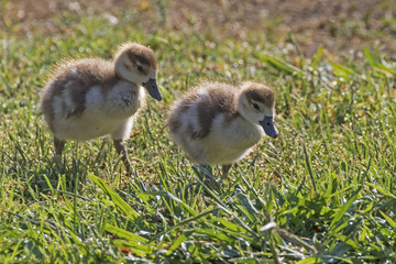Birds baby ducklings walking along shore of Lake Balboa in Los Angeles, California