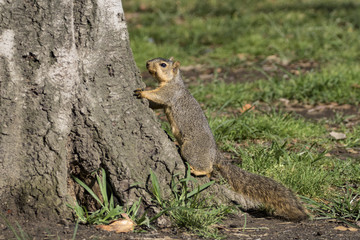 Squirrel at Los Angeles area park common animal at Balboa Lake