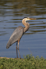 Bird large heron egret hunting along shore at Lake Balboa in Los Angeles park