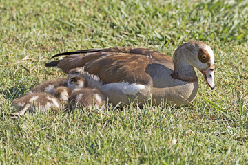 Bird mother goose and baby geese along lake shore at Lake Balboa in Los Angeles