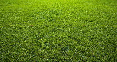 Zelfklevend Fotobehang Background of beautiful green grass pattern © konradbak