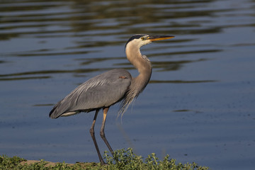 Bird large heron egret hunting along park lake shore in Los Angeles, California