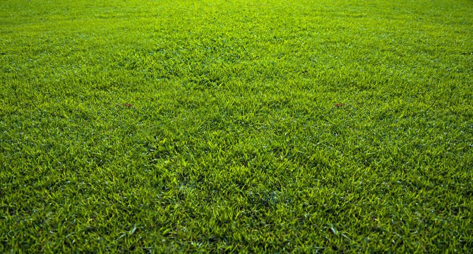 Background of beautiful green grass pattern