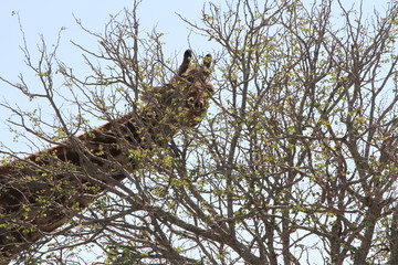 tête de girafe a travers un arbre