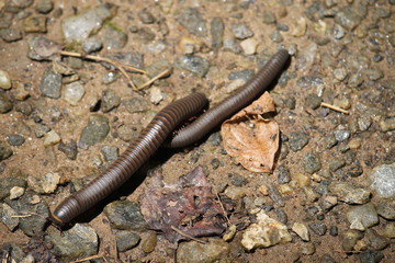 Two Millipedes
