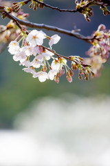 桜
