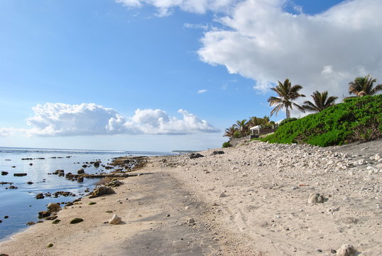 Plage souris chaude &icirc;le de la R&eacute;union