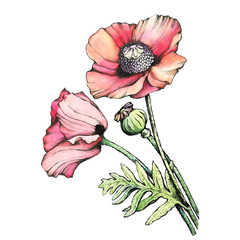 Obrazy  Narysuj gałązkę czerwonych kwiatów maku z pączkiem (Papaver somniferum, mak lekarski). Czarno-biały ilustracja kontur z akwarela ręcznie rysowane malarstwo. Na białym tle.