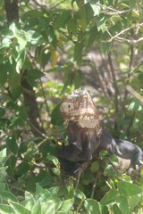 iguane tropique