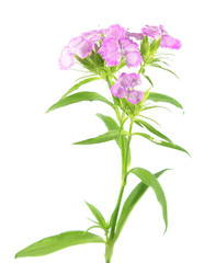Fototapeta na wymiar Pink Sweet William flowers (Dianthus barbatus) isolated on white background