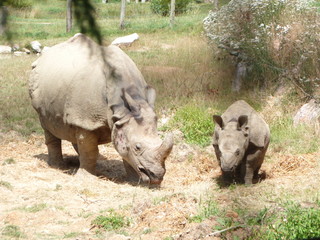 Naklejka premium Rhino