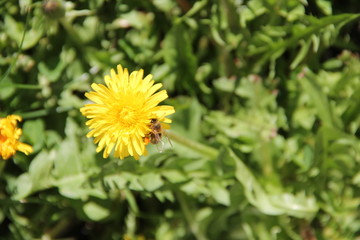 flower
