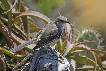 Bird mockingbird on succulent and cactus perch at Laguna Beach park