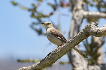 Bird mockingbird on tree branch perch at Laguna Beach park