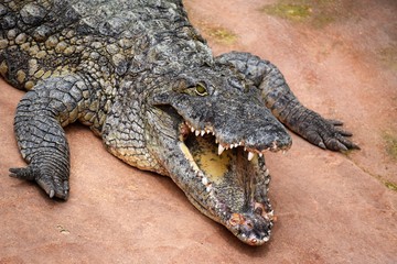 Crocodile