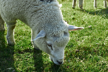 Naklejka na ściany i meble Young lamb eating eco grass