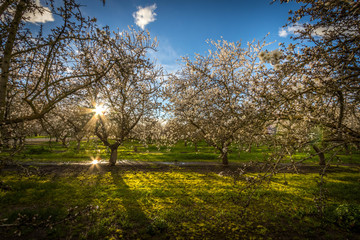 Obraz premium almond sunset