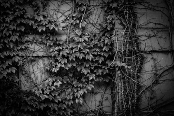 Black and White Ivy Wall
