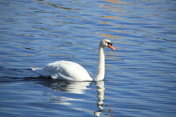 A Single swan