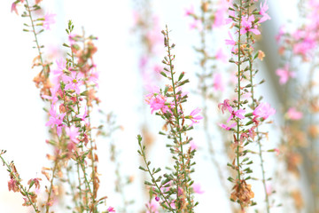 Pink flowers against white background