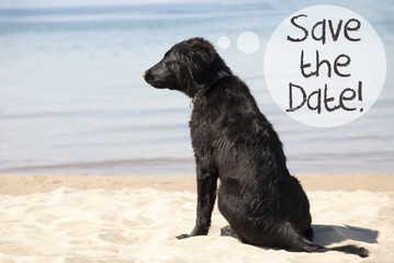 Dog At Sandy Beach, Text Save The Date