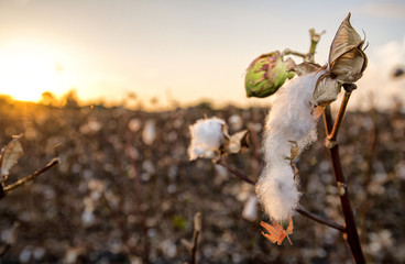 Cotton Fields at sunrise after harvest