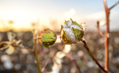 Cotton Fields at sunrise after harvest