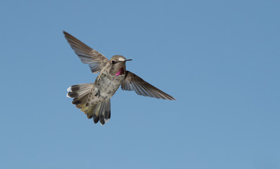 hummingbird in flight