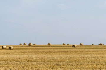 Fototapeta premium harvested field agriculture with straw bales during summer germany near Andernach