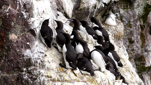 A crowd of guillemots on the cliffs with Kittiwakes nesting in the background. St. Abb's Head, Scotland, United Kingdom 
