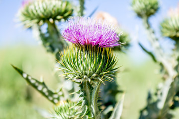 Thistle in nature