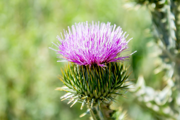 Thistle in nature