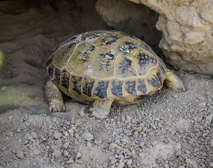 Steppe tortoise in nature -  Turtle burrow