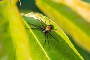 Spinne