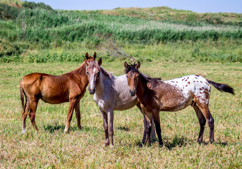 Obraz premium Horses on the pasture landscape in Kazakhstan