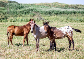 Naklejka na ściany i meble Horses on the pasture landscape in Kazakhstan